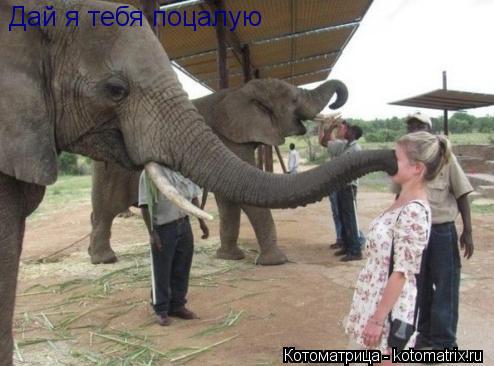 Дай я тебя поцалую... Котоматрица: Дай я тебя поцалую