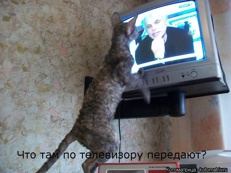 Что там по телевизору передают?... Котоматрица: Что там по телевизору передают?