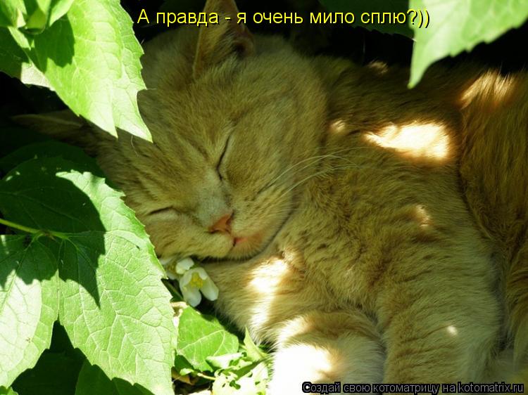 Котоматрица: А правда - я очень мило сплю?))