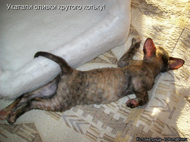 Котоматрица: Укатали сливки крутого котьку!