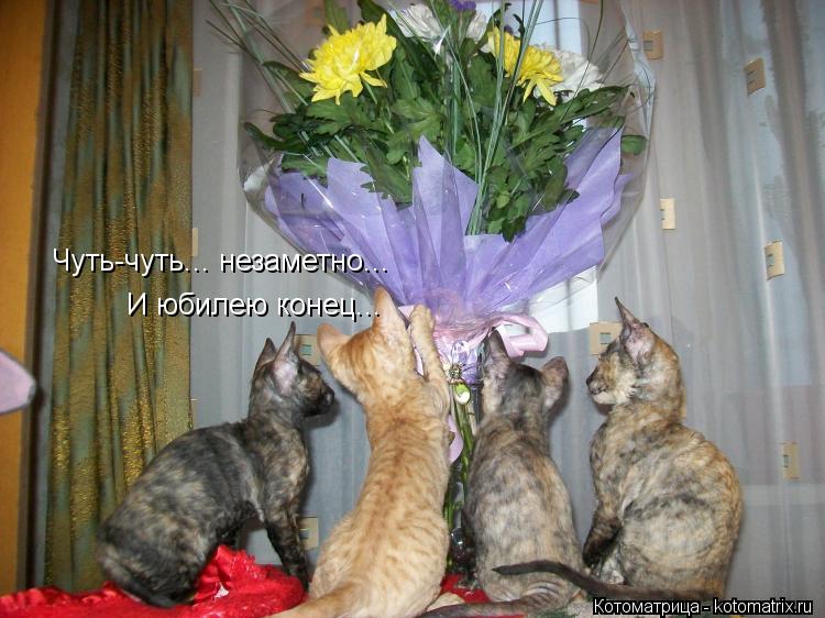Чуть-чуть... незаметно... И юбилею конец...... Котоматрица: Чуть-чуть... незаметно... И юбилею конец...