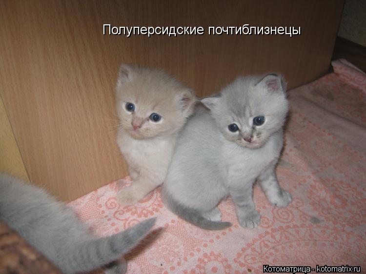 Полуперсидские почтиблизнецы... Котоматрица: Полуперсидские почтиблизнецы