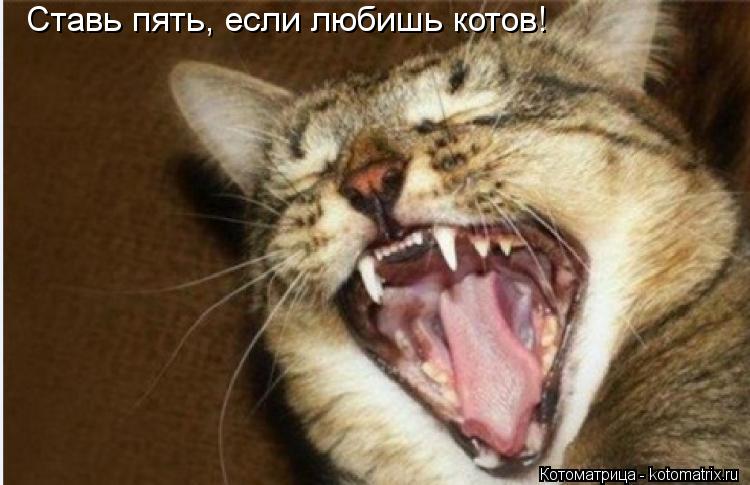 Ставь пять, если любишь котов!... Котоматрица: Ставь пять, если любишь котов!