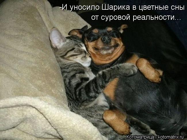 -И уносило Шарика в цветные сны от суровой реальности...... Котоматрица: -И уносило Шарика в цветные сны от суровой реальности...