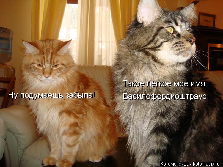 Ну подумаешь,забыла! Такое лёгкое моё имя, Басилофордиоштраус!... Котоматрица: Ну подумаешь,забыла! Такое лёгкое моё имя, Басилофордиоштраус!