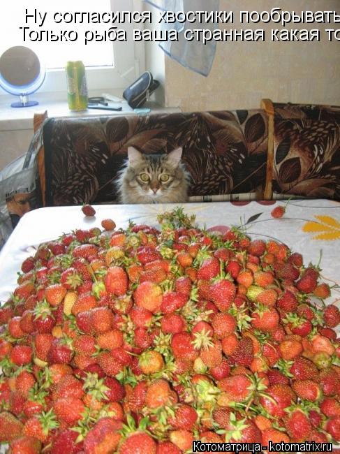 Ну согласился хвостики пообрывать Только рыба ваша странная какая то... Котоматрица: Ну согласился хвостики пообрывать Только рыба ваша странная какая то