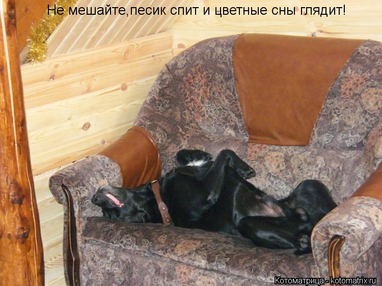 Не мешайте,песик спит и цветные сны глядит!... Котоматрица: Не мешайте,песик спит и цветные сны глядит!
