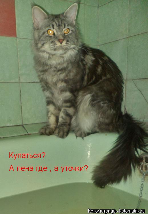 Купаться? А пена где , а уточки?... Котоматрица: Купаться? А пена где , а уточки?