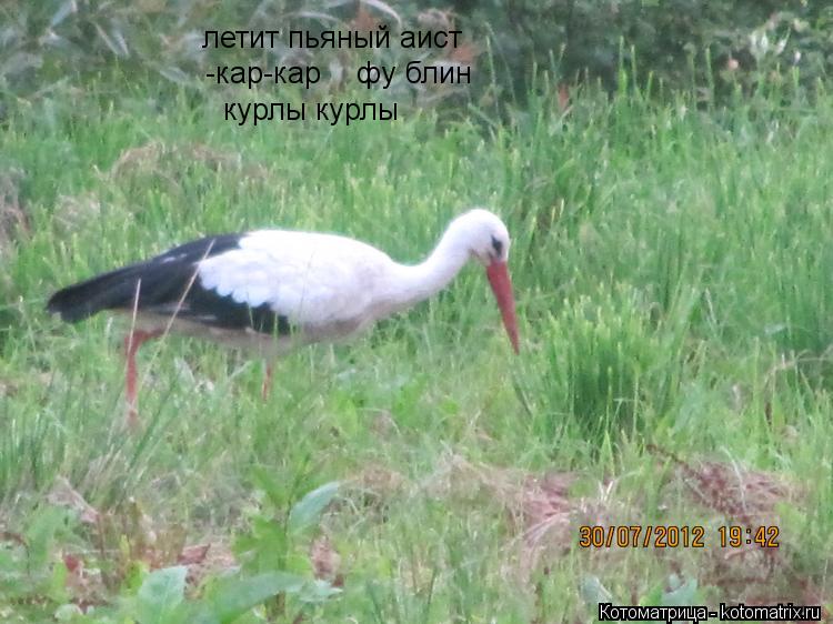 летит пьяный аист -кар-кар фу блин курлы курлы... Котоматрица: летит пьяный аист -кар-кар фу блин курлы курлы