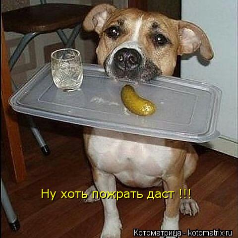 Ну хоть пожрать даст !!!... Котоматрица: Ну хоть пожрать даст !!!