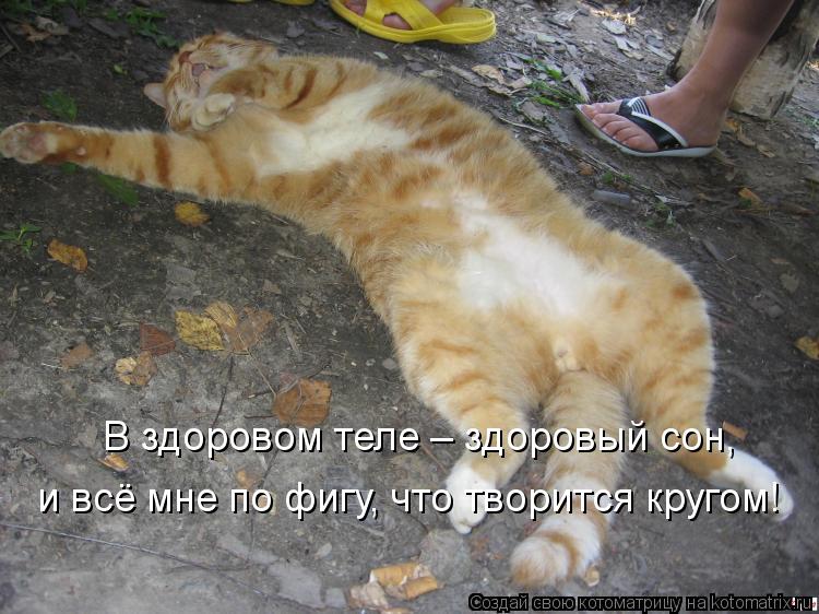 В здоровом теле – здоровый сон, и всё мне по фигу, что творится кругом!... Котоматрица: В здоровом теле – здоровый сон, и всё мне по фигу, что творится кругом!