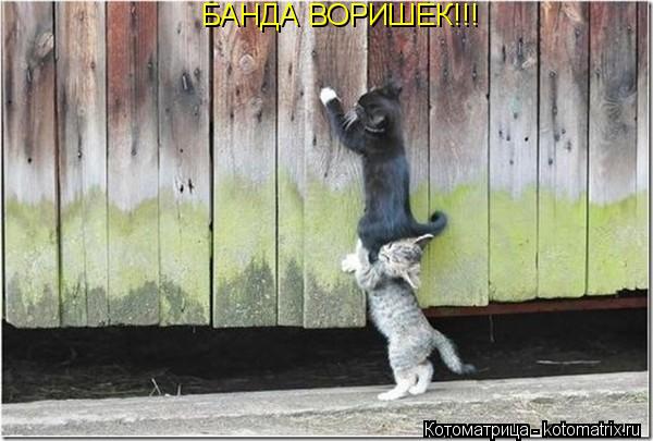 БАНДА ВОРИШЕК!!!... Котоматрица: БАНДА ВОРИШЕК!!!