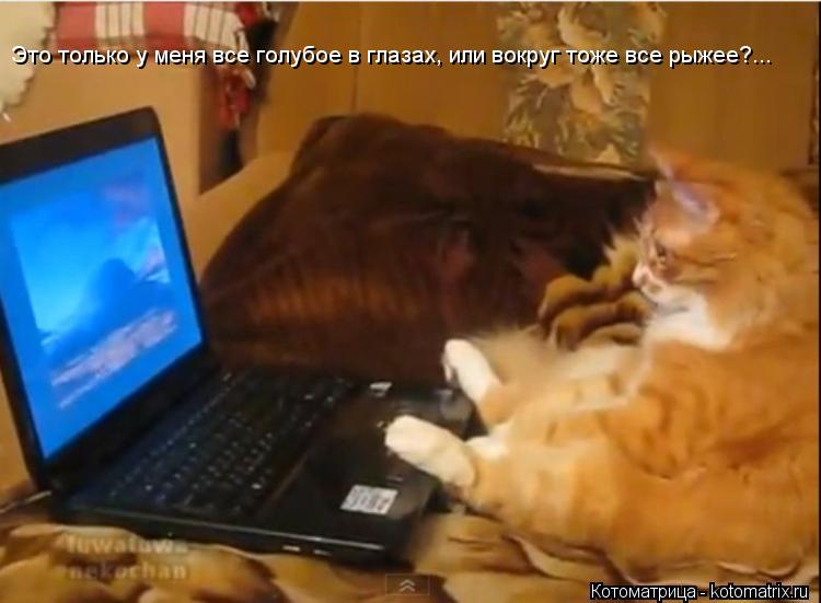 Это только у меня все голубое в глазах, или вокруг тоже все рыжее?...... Котоматрица: Это только у меня все голубое в глазах, или вокруг тоже все рыжее?...