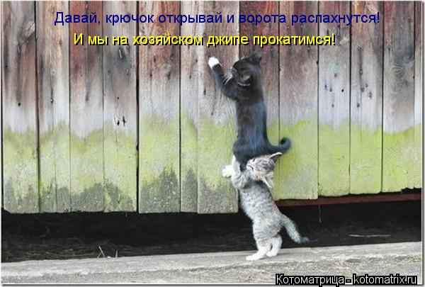 Давай, крючок открывай и ворота распахнутся! И мы на хозяйском джипе прокатимся!... Котоматрица: Давай, крючок открывай и ворота распахнутся! И мы на хозяйском джипе прокатимся!