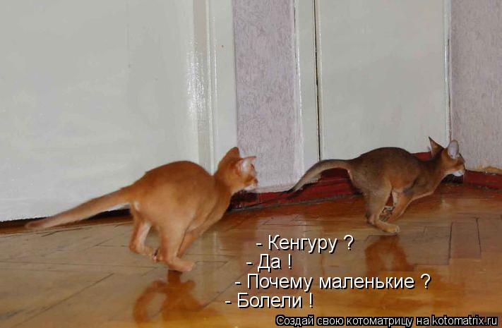 - Кенгуру ? - Да ! - Почему маленькие ? - Болели !... Котоматрица: - Кенгуру ? - Да ! - Почему маленькие ? - Болели !