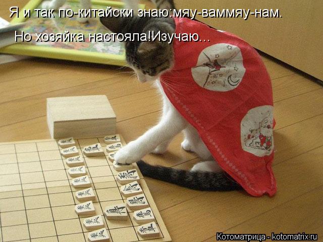 Я и так по-китайски знаю:мяу-ваммяу-нам. Но хозяйка настояла!Изучаю...... Котоматрица: Я и так по-китайски знаю:мяу-ваммяу-нам. Но хозяйка настояла!Изучаю...