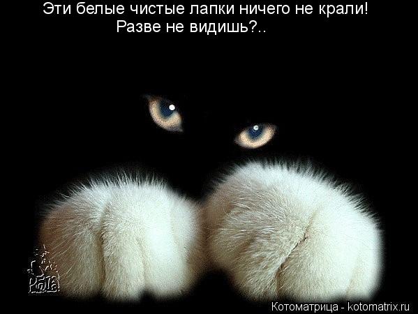 Эти белые чистые лапки ничего не крали! Разве не видишь?..... Котоматрица: Эти белые чистые лапки ничего не крали! Разве не видишь?..