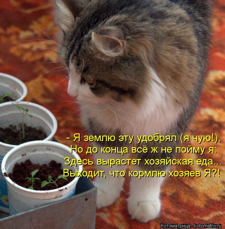 - Я землю эту удобрял (я чую!), Но до конца всё ж не пойму я: Здесь вырастет хозяйская еда... Выходит... Котоматрица: - Я землю эту удобрял (я чую!), Но до конца всё ж не пойму я: Здесь вырастет хозяйская еда... Выходит, что кормлю хозяев Я?!
