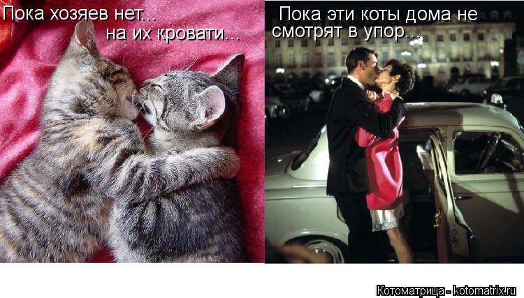 Пока хозяев нет... на их кровати... Пока эти коты дома не смотрят в упор...... Котоматрица: Пока хозяев нет... на их кровати... Пока эти коты дома не смотрят в упор...
