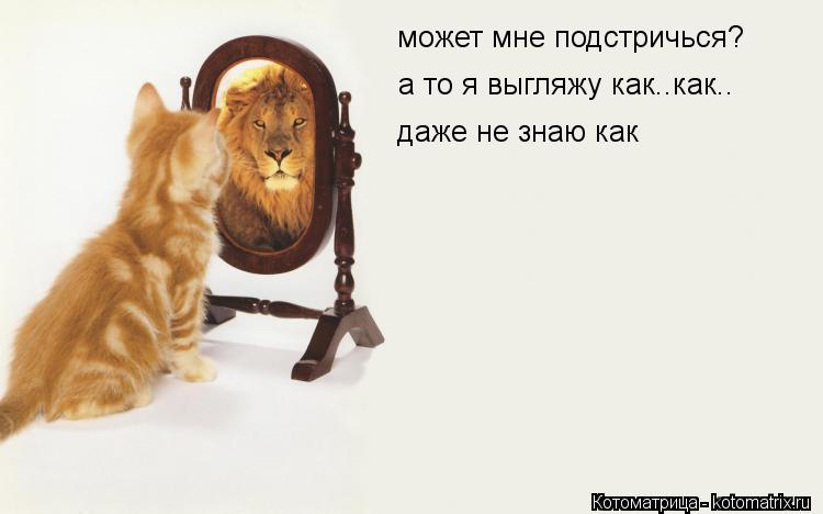 может мне подстричься? а то я выгляжу как..как.. даже не знаю как... Котоматрица: может мне подстричься? а то я выгляжу как..как.. даже не знаю как