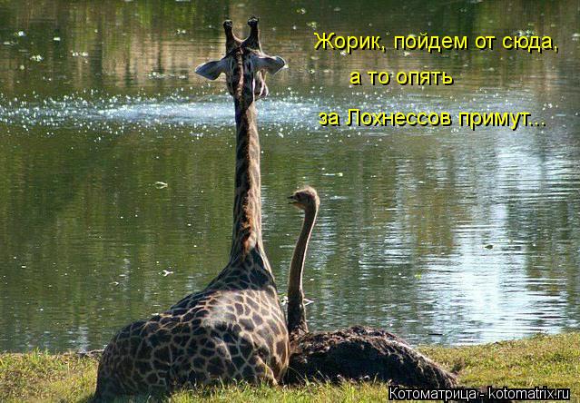 Жорик, пойдем от сюда, а то опять за Лохнессов примут...... Котоматрица: Жорик, пойдем от сюда, а то опять за Лохнессов примут...