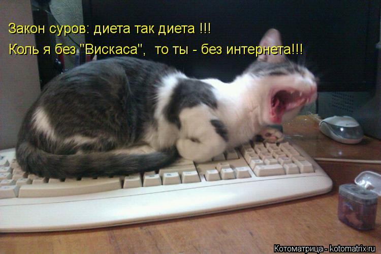 Закон суров: диета так диета !!! Коль я без "Вискаса", то ты - без интернета!!!... Котоматрица: Закон суров: диета так диета !!! Коль я без "Вискаса", то ты - без интернета!!!