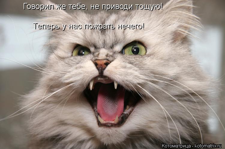 Говорил же тебе, не приводи тощую! Теперь у нас пожрать нечего!... Котоматрица: Говорил же тебе, не приводи тощую! Теперь у нас пожрать нечего!