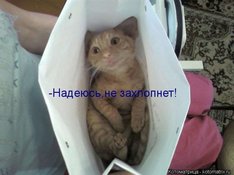 -Надеюсь,не захлопнет!... Котоматрица: -Надеюсь,не захлопнет!