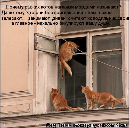 Почему рыжих котов наглыми мордами называют? Да потому, что они без приглашения к вам в окно залезаю... Котоматрица: Почему рыжих котов наглыми мордами называют? Да потому, что они без приглашения к вам в окно залезают, занимают диван, считают холодильни