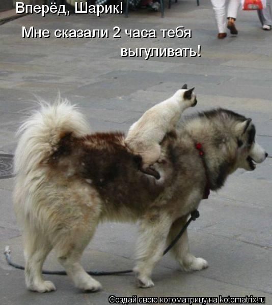 Вперёд, Шарик! Мне сказали 2 часа тебя выгуливать!... Котоматрица: Вперёд, Шарик! Мне сказали 2 часа тебя выгуливать!