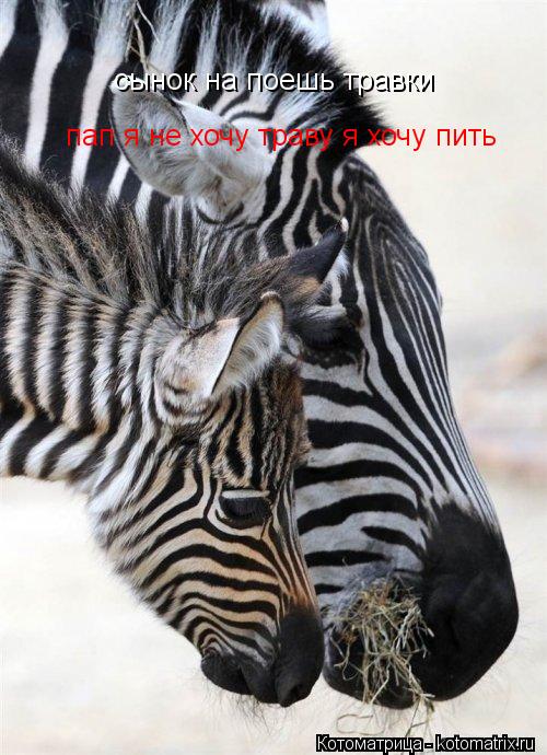 сынок на поешь травки пап я не хочу траву я хочу пить... Котоматрица: сынок на поешь травки пап я не хочу траву я хочу пить