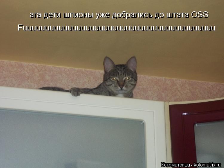 Котоматрица: ага дети шпионы уже добрались до штата OSS Fuuuuuuuuuuuuuuuuuuuuuuuuuuuuuuuuuuuuuuuuuuu