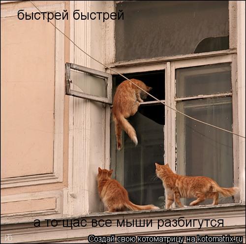 быстрей быстрей а то щас все мыши разбигутся... Котоматрица: быстрей быстрей а то щас все мыши разбигутся