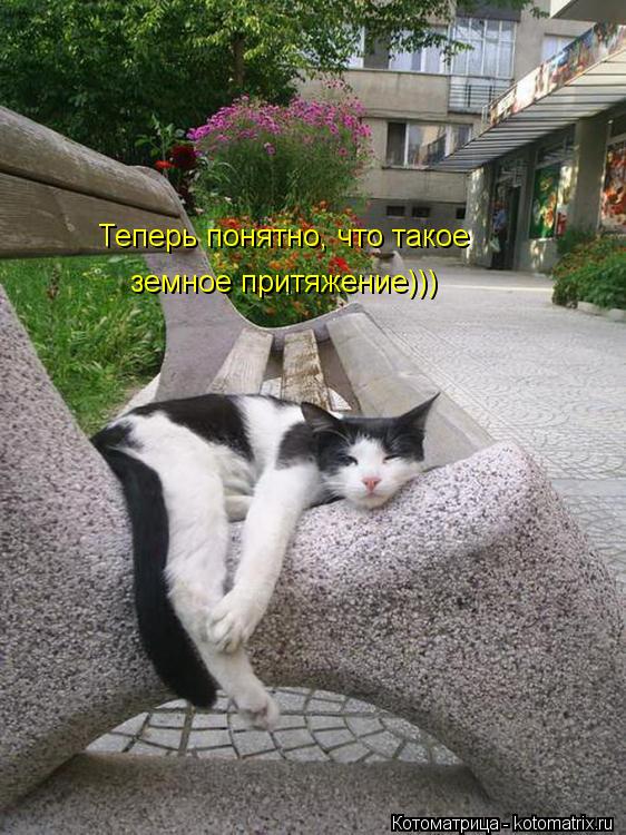 Теперь понятно, что такое земное притяжение)))... Котоматрица: Теперь понятно, что такое земное притяжение)))