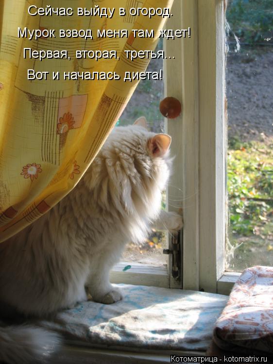 Сейчас выйду в огород. Мурок взвод меня там ждет! Первая, вторая, третья... Вот и началась диета!... Котоматрица: Сейчас выйду в огород. Мурок взвод меня там ждет! Первая, вторая, третья... Вот и началась диета!