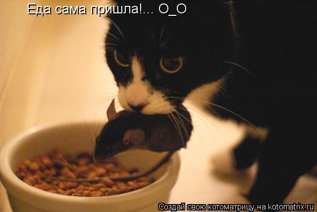 Еда сама пришла!... О_О... Котоматрица: Еда сама пришла!... О_О