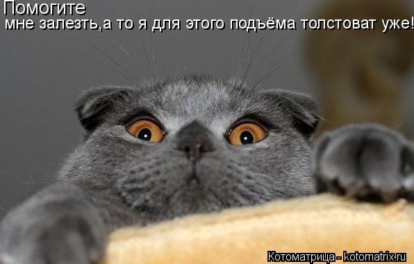 мне залезть,а то я для этого подъёма толстоват уже! Помогите... Котоматрица: мне залезть,а то я для этого подъёма толстоват уже! Помогите