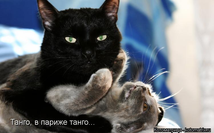 Танго, в париже танго...... Котоматрица: Танго, в париже танго...