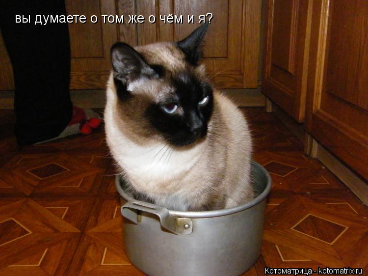 вы думаете о том же о чём и я?... Котоматрица: вы думаете о том же о чём и я?