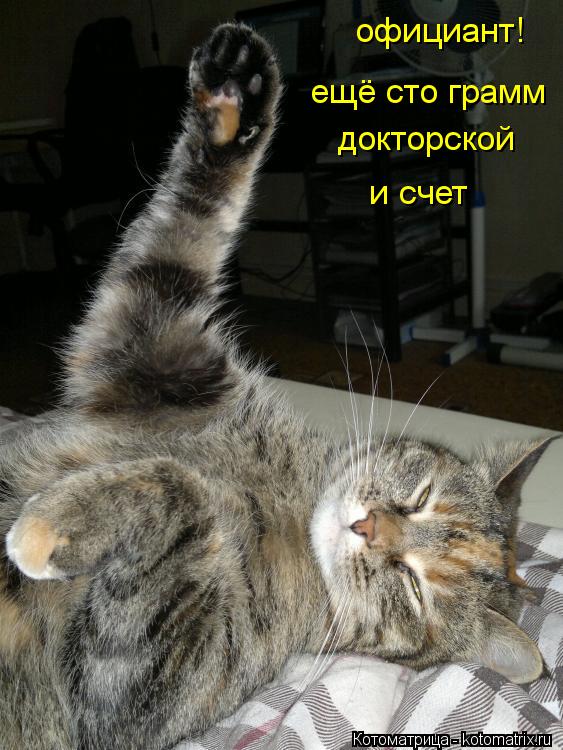 официант! ещё сто грамм докторской и счет... Котоматрица: официант! ещё сто грамм докторской и счет