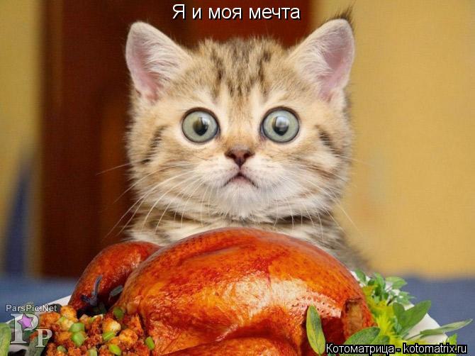 Я и моя мечта... Котоматрица: Я и моя мечта