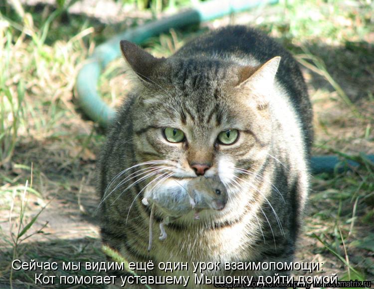 Кот помогает уставшему Мышонку дойти домой. Сейчас мы видим ещё один урок взаимопомощи:... Котоматрица: Кот помогает уставшему Мышонку дойти домой. Сейчас мы видим ещё один урок взаимопомощи: