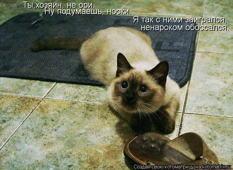 Ты,хозяин, не ори. Ну подумаешь, носки. Я так с ними заигрался, ненароком обоссался.... Котоматрица: Ты,хозяин, не ори. Ну подумаешь, носки. Я так с ними заигрался, ненароком обоссался.