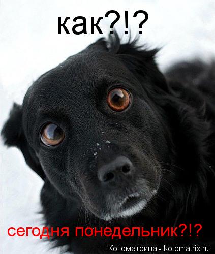 как?!? сегодня понедельник?!?... Котоматрица: как?!? сегодня понедельник?!?