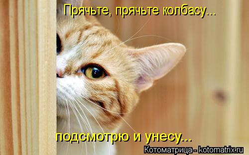 Прячьте, прячьте колбасу... подсмотрю и унесу...... Котоматрица: Прячьте, прячьте колбасу... подсмотрю и унесу...