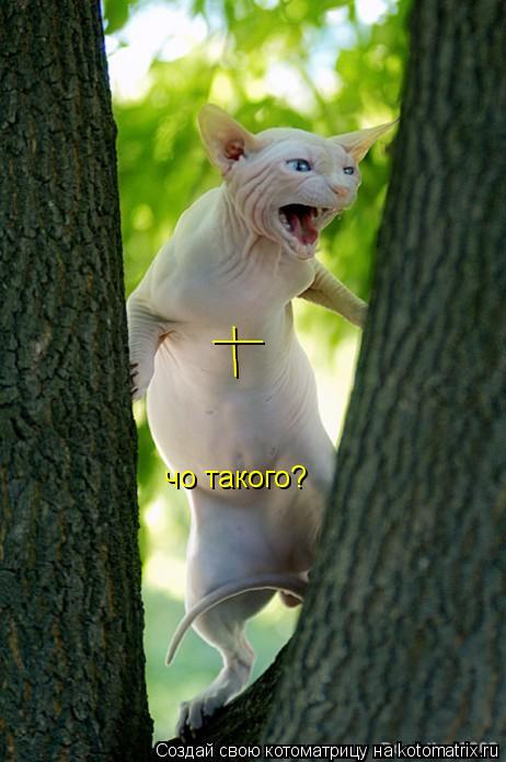 ___ ___ чо такого чо такого?... Котоматрица: ___ ___ чо такого чо такого?