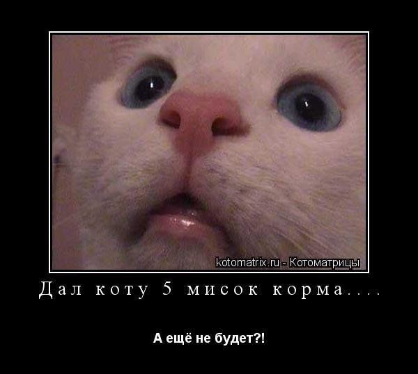 Дал коту 5 мисок корма.... А ещё не будет?!... Котоматрица: Дал коту 5 мисок корма.... А ещё не будет?!