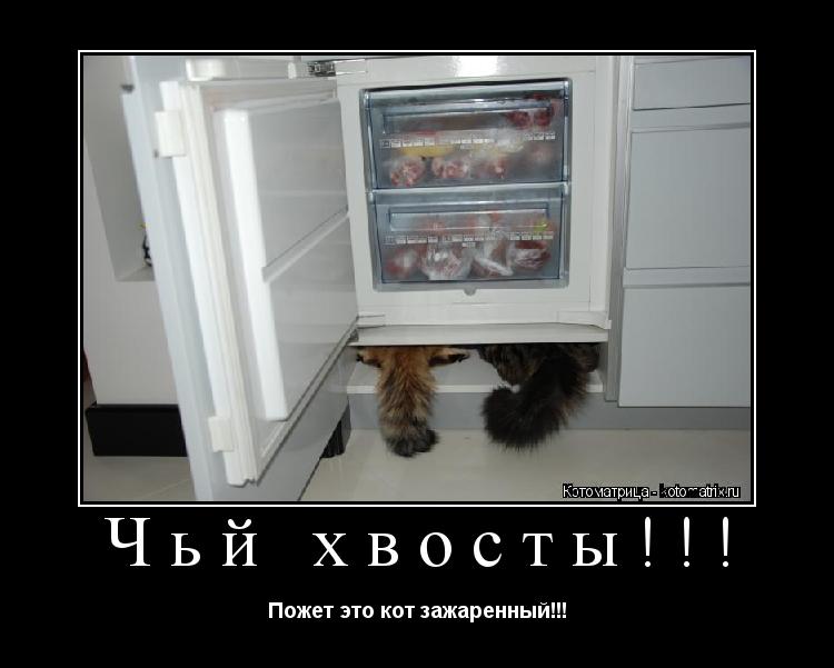 Чьй хвосты!!! Пожет это кот зажаренный!!!... Котоматрица: Чьй хвосты!!! Пожет это кот зажаренный!!!