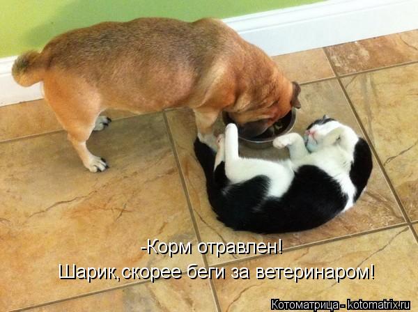 -Корм отравлен! Шарик,скорее беги за ветеринаром!... Котоматрица: -Корм отравлен! Шарик,скорее беги за ветеринаром!