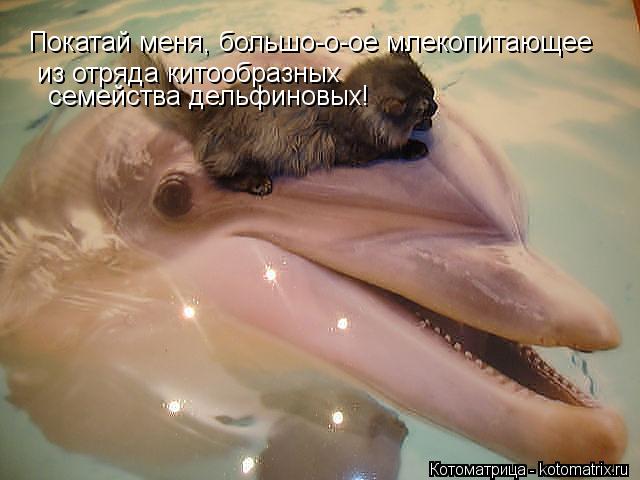 Покатай меня, большо-о-ое млекопитающее из отряда китообразных семейства дельфиновых!... Котоматрица: Покатай меня, большо-о-ое млекопитающее из отряда китообразных семейства дельфиновых!